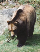 medveď