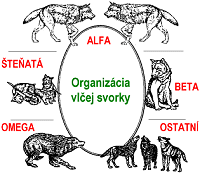 Organizácia vlčej svorky