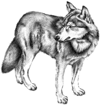 Fakt pekný vlk. (kresba: Ľubka Dzuríková)