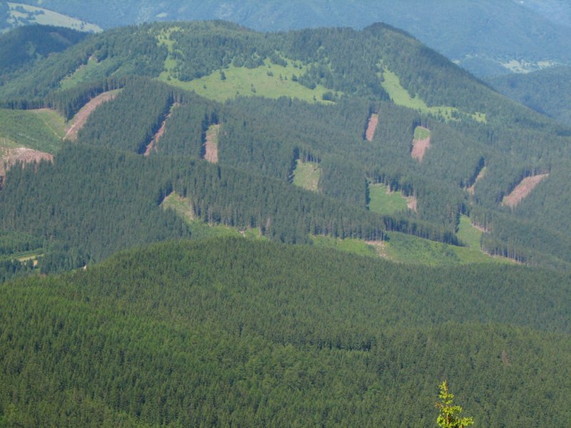 Holoruby na hornej hranici lesa