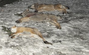 Zastrelení vlci v roku 2007