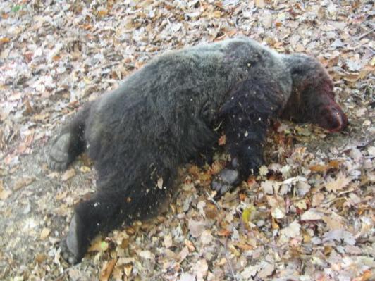 Nezákonne ulovený medveď na univerzitnej poľovačke v januári 2005 - 1