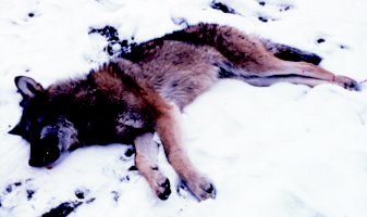 zastrelený vlk