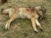 Zastrelený vlk v roku 2008